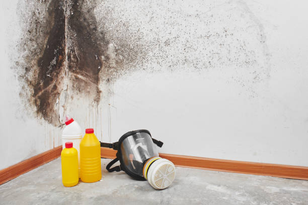 Best Commercial Mold Removal  in Montrose, MN