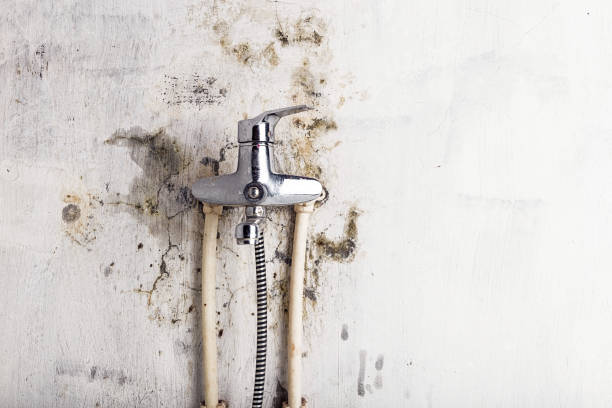 Best Mold Cleaning Services  in Montrose, MN