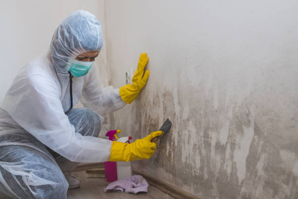 Best Certified Mold Removal  in Montrose, MN