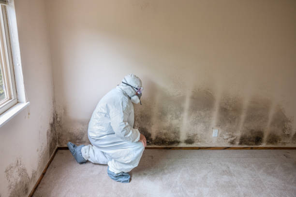 Best Black Mold Removal  in Montrose, MN