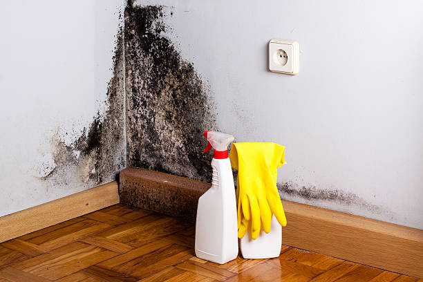 Best Local Mold Removal Service  in Montrose, MN