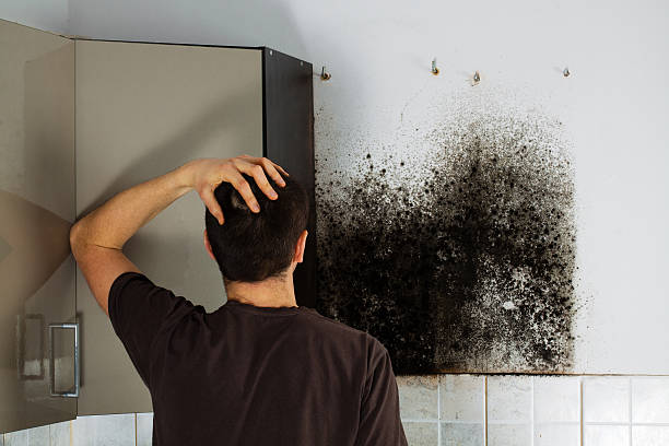 Best Attic Mold Removal  in Montrose, MN